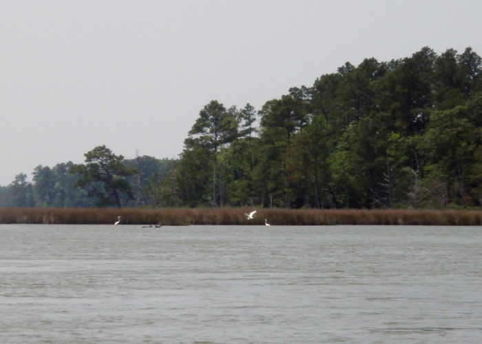 Kayaking Taylors Island Wildlife Preserve